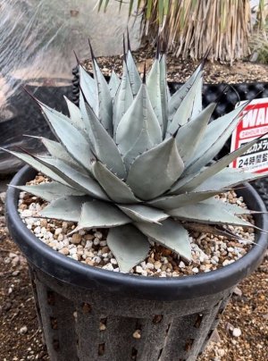 画像1: Agave parryi sp. neomexicana