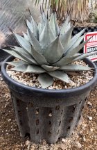 他の写真3: Agave parryi sp. neomexicana