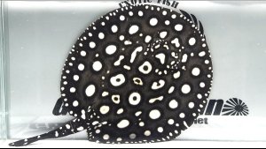 画像1: Big Spot  Diamond Polkadot stingray