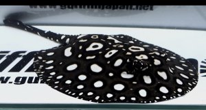 画像1: White spot Diamond Polkadot stingray