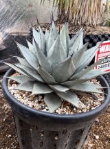 画像: Agave parryi sp. neomexicana