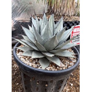 画像: Agave parryi sp. neomexicana