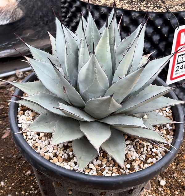 画像: Agave parryi sp. neomexicana