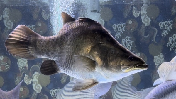 画像: Short body Barramundi