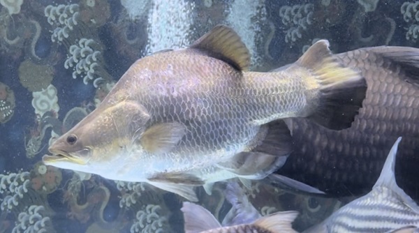 画像: Short body Barramundi