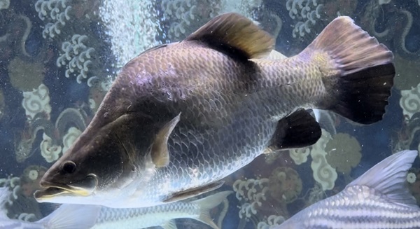 画像: Short body Barramundi