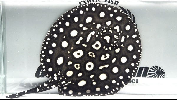 画像1: Big Spot  Diamond Polkadot stingray (1)