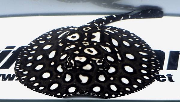 画像: White spot Diamond Polkadot stingray