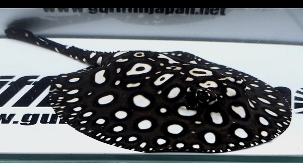 画像1: White spot Diamond Polkadot stingray (1)