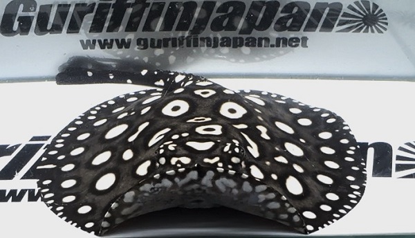 画像: Big Spot  Diamond Polkadot stingray