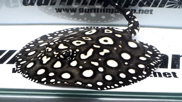 画像: Big Spot  Diamond Polkadot stingray