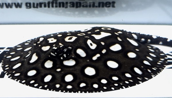 画像: White spot Diamond Polkadot stingray